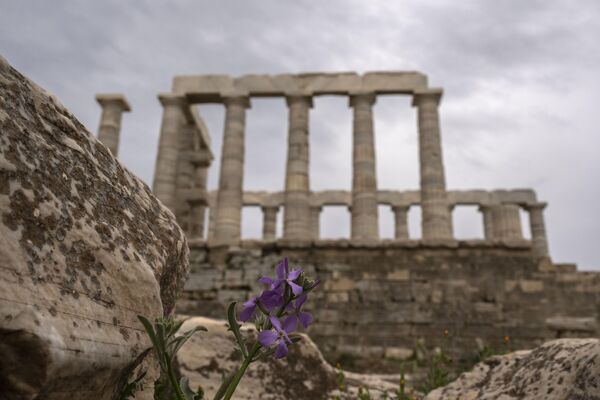 زهرة البنفسج تتفتح أمام معبد بوسيدون القديم في كيب سونيون، على بعد نحو 70 كيلومترًا جنوب أثينا، اليونان، 21 مارس 2023 - سبوتنيك عربي