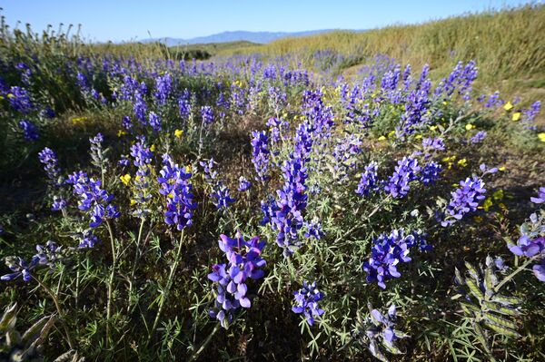 زهور الترمس تنتشر على تلال سلسلة تريمبلور، في الحديقة الوطنية &quot;كاريزو بلين&quot;، بالقرب من سانتا مارغريتا، كاليفورنيا، 25 أبريل 2023 - سبوتنيك عربي