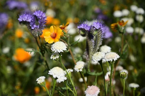 مجموعة مختلفة من الزهور البرية  تنتشر على تلال سلسلة تريمبلور، في الحديقة الوطنية &quot;كاريزو بلين&quot;، بالقرب من سانتا مارغريتا، كاليفورنيا، 25 أبريل 2023 - سبوتنيك عربي