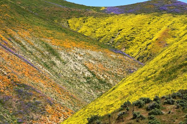زهور برية برتقالية وصفراء وأرجوانية تنتشر على تلال سلسلة تريمبلور، في الحديقة الوطنية &quot;كاريزو بلين&quot;، بالقرب من سانتا مارغريتا، كاليفورنيا، 25 أبريل 2023 - سبوتنيك عربي