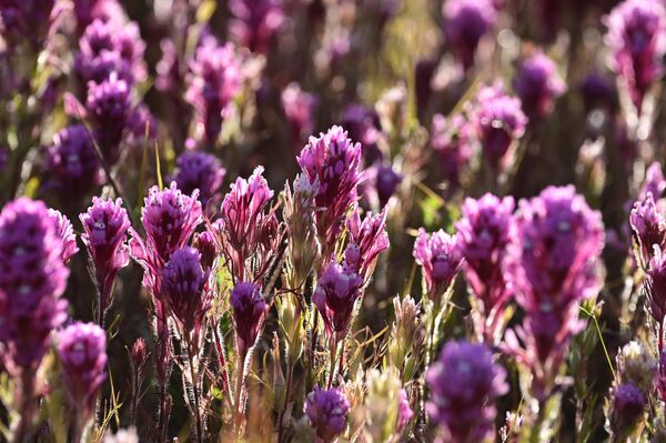 زهور البرسيم، وسط تلال سلسلة تريمبلور، في الحديقة الوطنية &quot;كاريزو بلين&quot;، بالقرب من سانتا مارغريتا، كاليفورنيا، 25 أبريل 2023 - سبوتنيك عربي