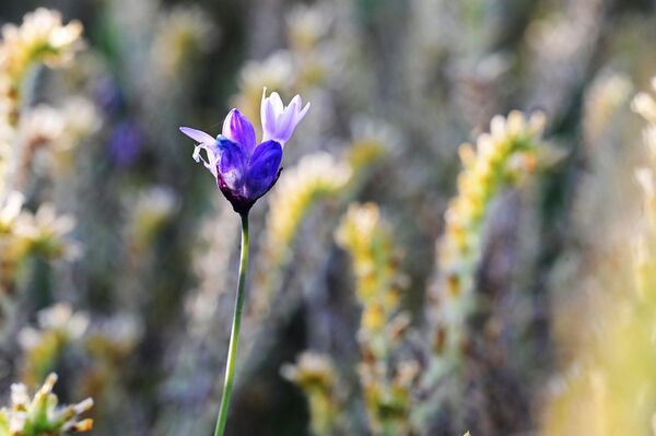 زهور برية موسمية تنتشر وسط تلال سلسلة تريمبلور، في الحديقة الوطنية &quot;كاريزو بلين&quot;، بالقرب من سانتا مارغريتا، كاليفورنيا، 25 أبريل 2023 - سبوتنيك عربي