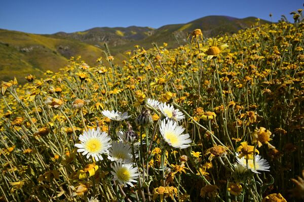 مجموعة مختلفة من الزهور البرية  تنتشر على تلال سلسلة تريمبلور، في الحديقة الوطنية &quot;كاريزو بلين&quot;، بالقرب من سانتا مارغريتا، كاليفورنيا، 25 أبريل 2023 - سبوتنيك عربي