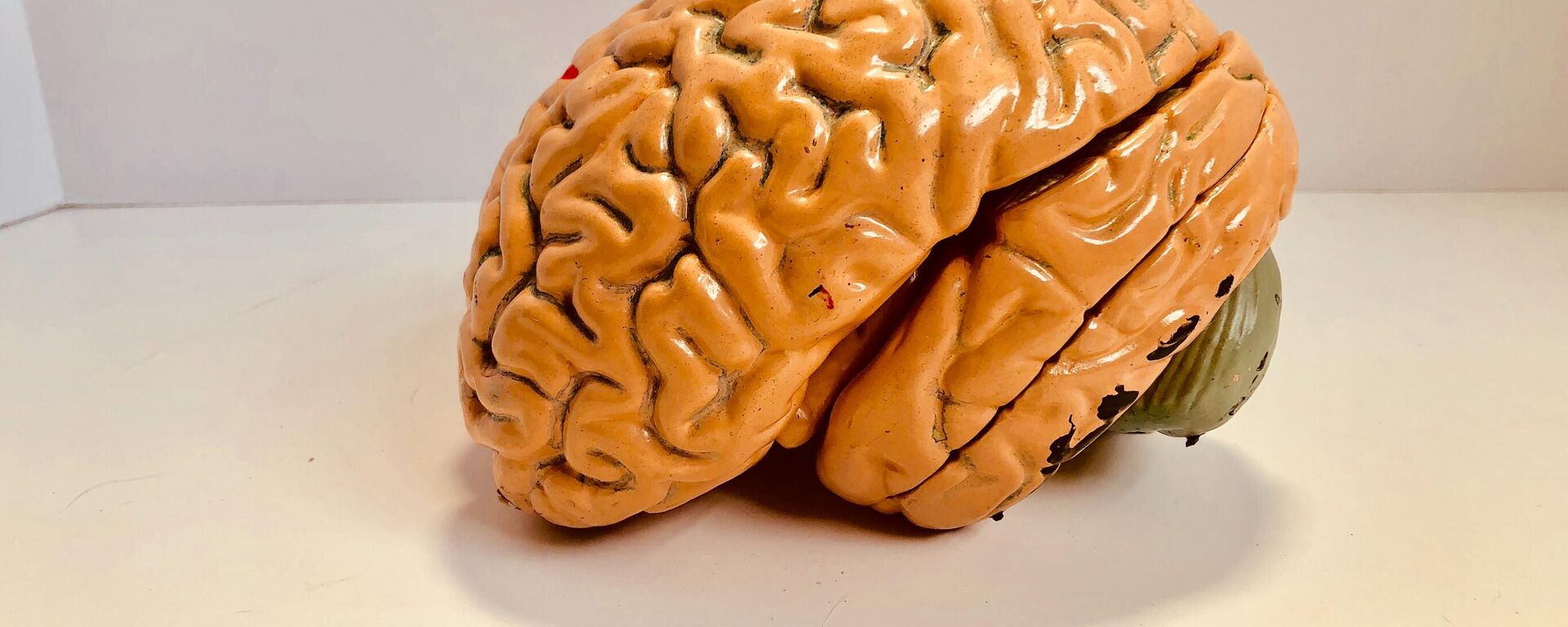 مجسم دماغ بشري مصمم لأهداف علمية  - سبوتنيك عربي, 1920, 09.05.2023