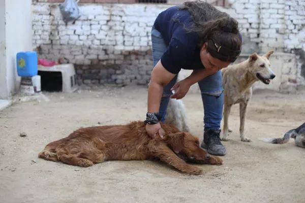 مؤسسة حماية الحيوان بالجيزة - سبوتنيك عربي