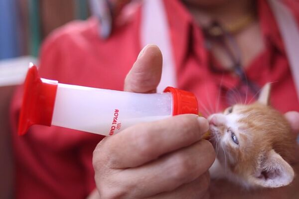 معادي كيتين شيلتر لرعاية القطط الصغيرة - سبوتنيك عربي