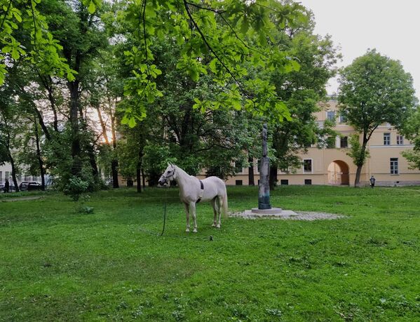 حصان في سان بطرسبورغ خلال الليالي البيضاء. - سبوتنيك عربي