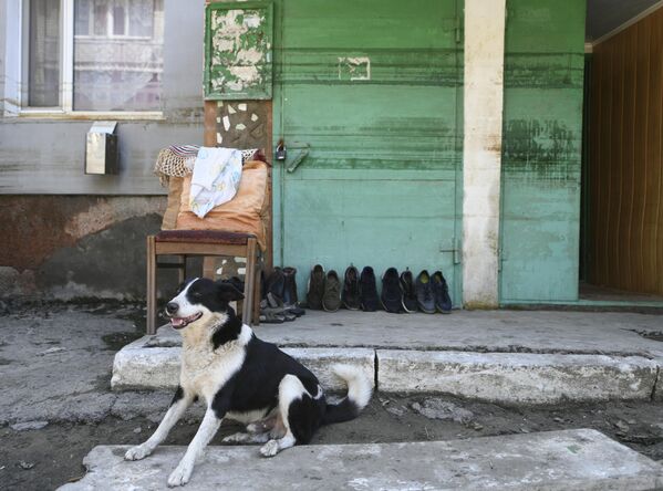كلب عند مدخل مبنى سكني في مدينة غولايا بريستان، مقاطعة خيرسون، بعد تدمير محطة كاخوفسكايا لتوليد الطاقة الكهرومائية، 17 يونيو 2023. - سبوتنيك عربي
