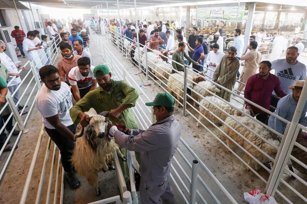 يجلب الناس خرافهم للذبح في عيد الأضحى في مدينة الكويت،28 يونيو 2023. يجلب الناس خرافهم للذبح في عيد الأضحى في مدينة الكويت،28 يونيو 2023. - سبوتنيك عربي