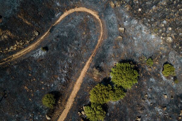 يمكن رؤية ممر وبعض الأشجار بعد احتواء حريق هائل على جبل جلبوع في شمال إسرائيل، يوم 16 يوليو 2023 مع استمرار موجة الحر في الصيف. - سبوتنيك عربي