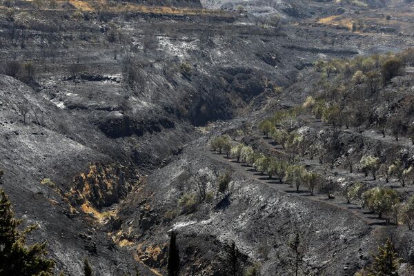أشجار تقف على منحدر جبلي متفحم قرب بلدة شين في محافظة حمص السورية، بعد يوم من حريق دمر المنطقة في 19 تموز 2023. - سبوتنيك عربي