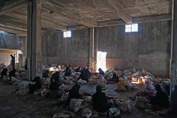 وزعت النساء الفلفل الأحمر لصنع معجون ورقائق في بلدة المسطومة بمحافظة إدلب، سوريا 5 أغسطس 2023. - سبوتنيك عربي