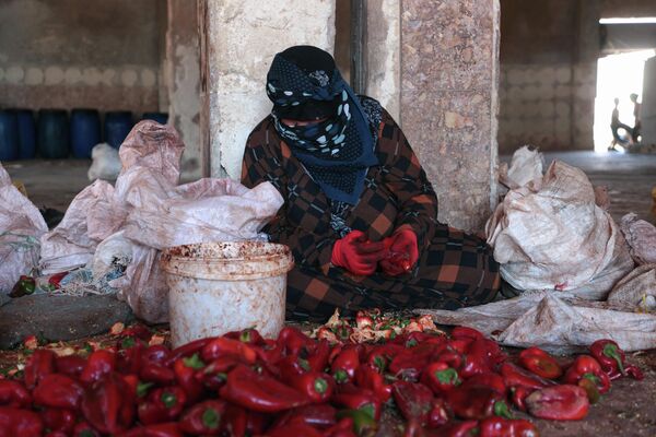 امرأة تجهز الفلفل الأحمر لصنع معجون ورقائق في بلدة المسطومة بمحافظة إدلب، سوريا 5  أغسطس 2023. - سبوتنيك عربي