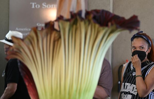 فتاة تضع الكمامة لتجنب رائحة زهرة الجثة خلال فترة إزهارها القصيرة في قسم الحدائق النباتية بمكتبة هنتنغتون في سان مارينو، كاليفورنيا، في 28 أغسطس 2023.  - سبوتنيك عربي
