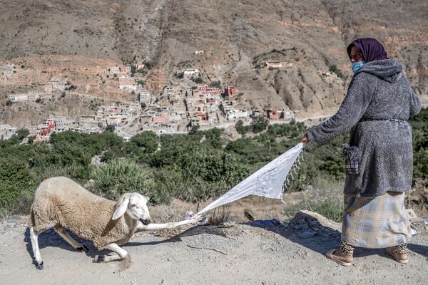 نازحة ناجية من الزلزال تسحب خروفًا قدَمه لها متطوعو الإغاثة في حالات الكوارث في قرية بالقرب من أمزميز وسط المغرب في 13 سبتمبر 2023. - سبوتنيك عربي