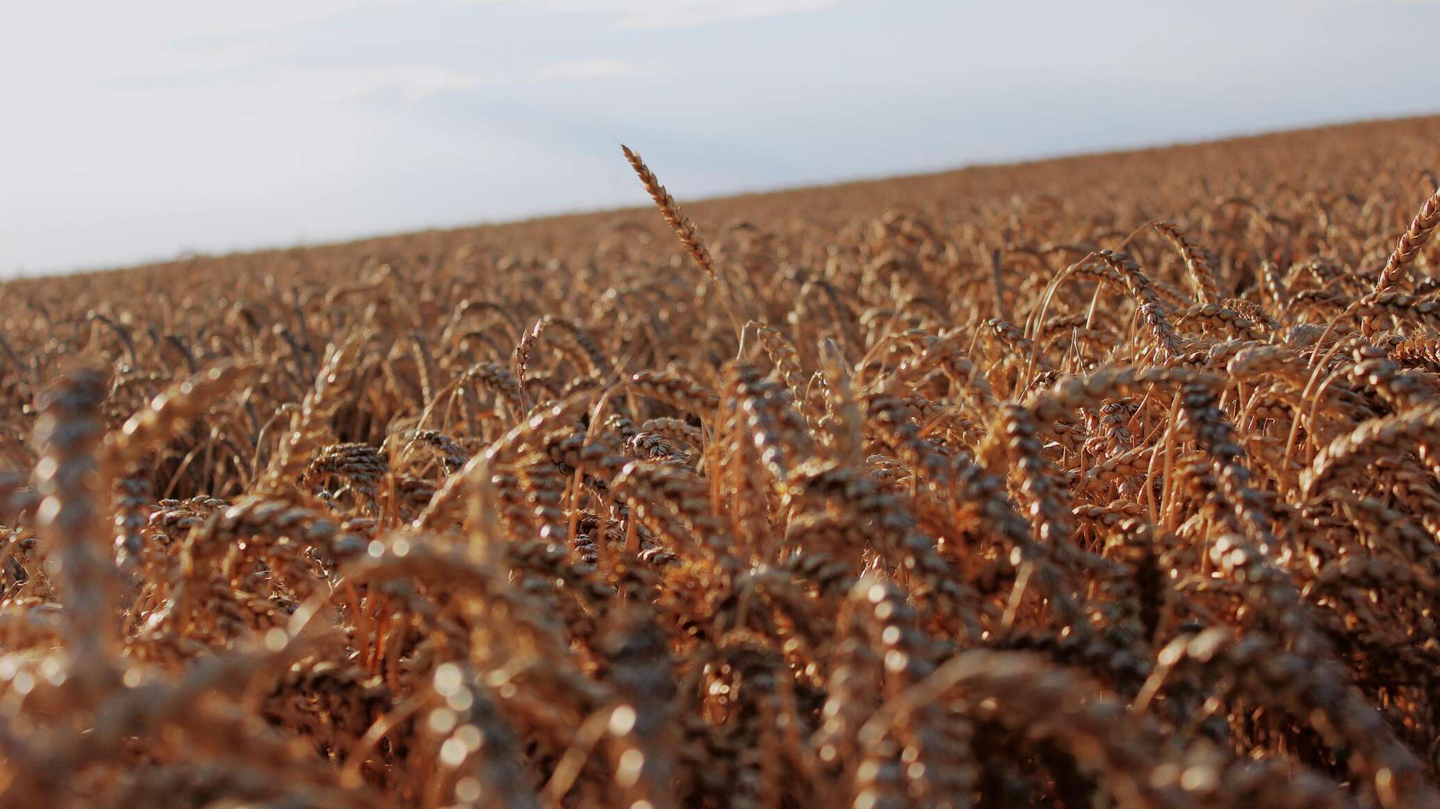 علماء روس يبتكرون طريقة جديدة لزيادة مقاومة القمح للجفاف