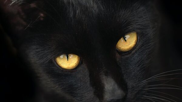 قطة سوداء - سبوتنيك عربي