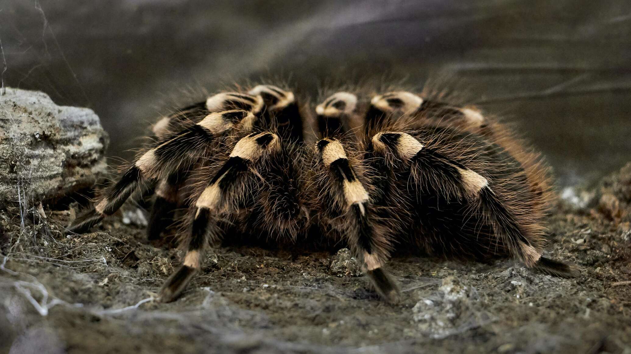 "هرقل"... اكتشاف أكبر عنكبوت سام في العالم... فيديو