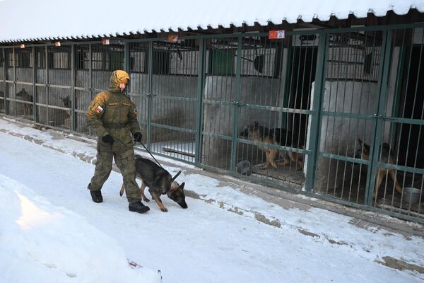 جندي من قسم خدمات الكلاب الخاصة التابعة للقوات الهندسية في الجيش الروسي في ضواحي موسكو. - سبوتنيك عربي