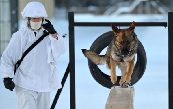 جندي من قسم خدمات الكلاب الخاصة التابعة للقوات الهندسية في القوات المسلحة الروسية خلال التدريبات في ضواحي موسكو. - سبوتنيك عربي