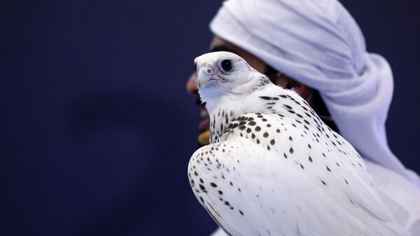 طائر الجيرفالكون الأبيض - سبوتنيك عربي