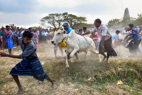 يحاول المتعبدون الهندوس في ميانمار، السيطرة على ثور خلال مهرجان ترويض الثيران السنوي &quot;جاليكاتو&quot; في بلدة كيوكتان على مشارف يانغون، 17 يناير 2024. - سبوتنيك عربي