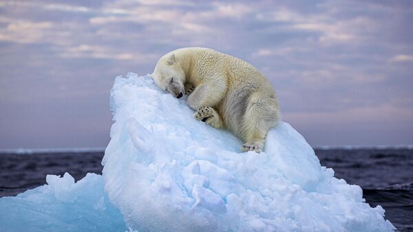 صورة لسرير الجليد التقطتها المصورة البريطانية نيما ساريخاني، وتم إدراجها ضمن أفضل 5 مصورين للحياة البرية في جائزة اختيار الجمهور لعام 2023 - سبوتنيك عربي