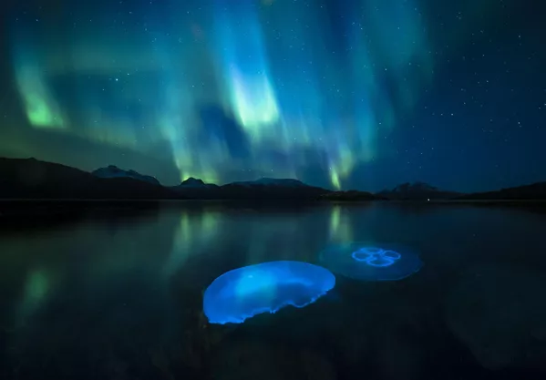 صورة Aurora Jellies التقطها المصور النرويجي أودون ريكاردسن، وتم إدراجها ضمن أفضل 5 مصورين للحياة البرية في جائزة اختيار الجمهور لعام 2023
