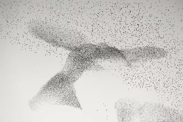 تم إدراج صورة Starling Murmuration للمصور الألماني الروماني دانييل دينسيسكو، ضمن أفضل 5 مصورين للحياة البرية في جائزة اختيار الجمهور لعام 2023
