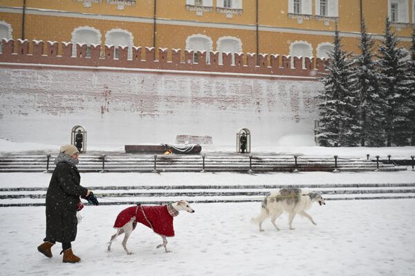 امرأة تمشي مع كلابها في حديقة ألكسندر بالقرب من الساحة الحمراء في موسكو، روسيا 7 فبراير 2024 - سبوتنيك عربي
