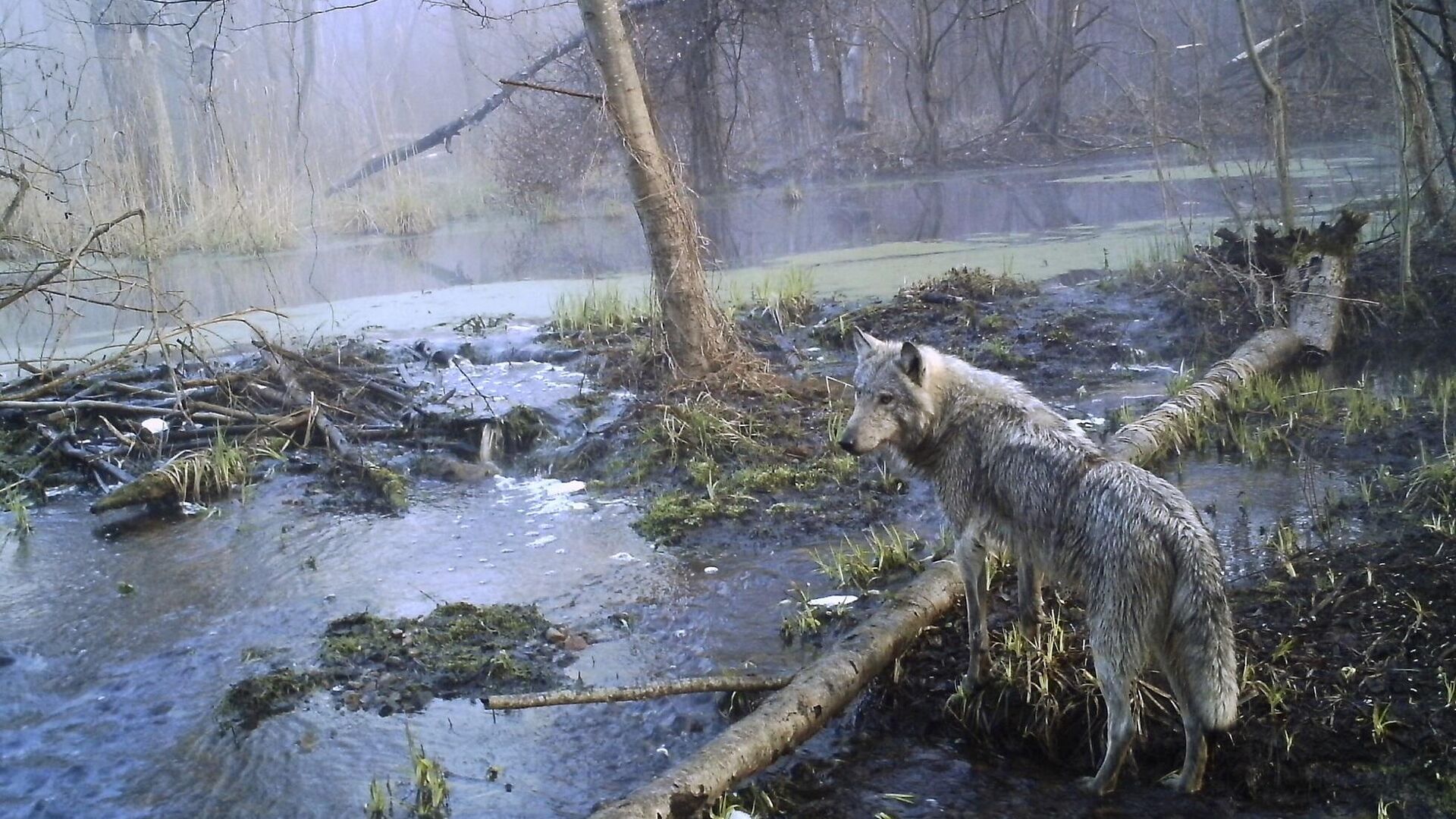 ذئب يتجول في منطقة استبعاد تشيرنوبيل - سبوتنيك عربي, 1920, 11.02.2024