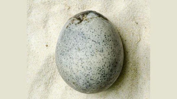 بيضة قديمة وضعها طائر عاش قبل 1700 عام  - سبوتنيك عربي