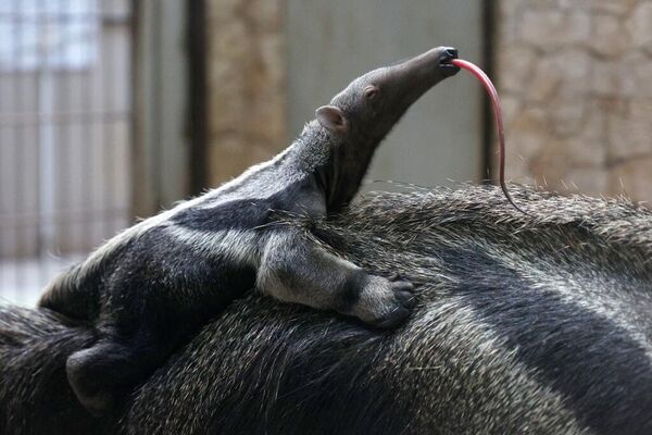 آكل النمل العملاق حديث الولادة في حديقة حيوان كالينينغراد في 6 آذار/مارس. - سبوتنيك عربي