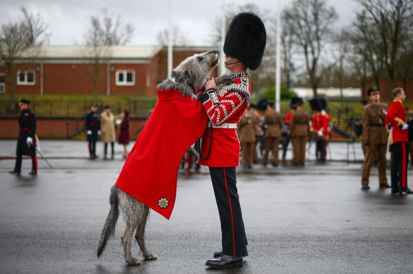الكلب الإيرلندي وولفهاوند شيموس البالغ من العمر 3 سنوات وصاحبه في الحرس الأيرلندي، آشلي دين، خلال مناسبة في جنوب غرب لندن. - سبوتنيك عربي