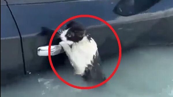 لحظة إنقاذ قطة تعلقت بمقبض سيارة خلال فيضانات الإمارات - سبوتنيك عربي
