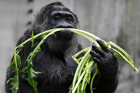 فاتو، المعروفة بأنها أكبر أنثى غوريلا في العالم، تعالج نفسها بالخضروات في اليوم السابق لعيد ميلادها السابع والستين في حديقة حيوان برلين - سبوتنيك عربي