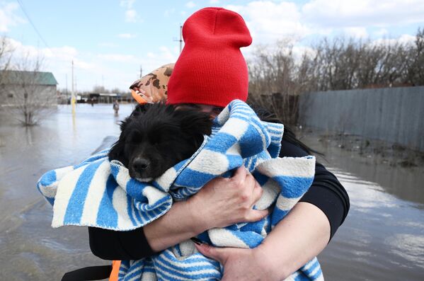 متطوع ينقذ كلبًا من بلدة أوفتشيني، التي غمرتها الفيضانات، في أورينبورغ، روسيا. - سبوتنيك عربي