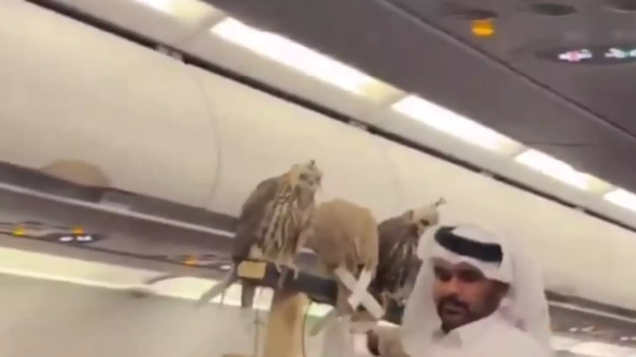 صقور على متن طائرة بصحبة مواطن خليجي... فيديو