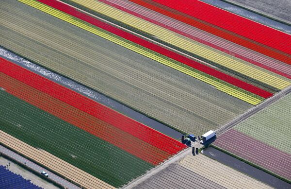 حقول الزهور في هولندا - سبوتنيك عربي