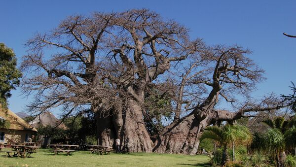 Sunland Baobab in Limpopo, South Africa - سبوتنيك عربي