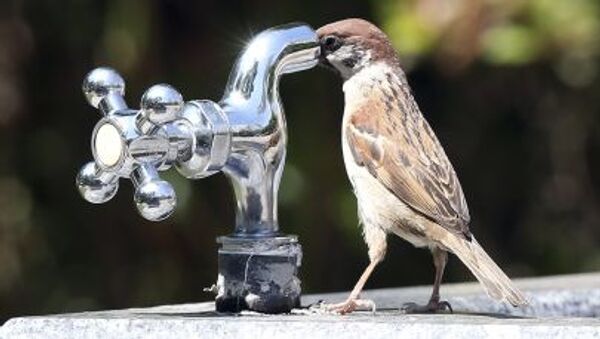 عصفور يحاول شرب الماء من الصنبور  في حديقة  سوون، كوريا الجنوبية  - سبوتنيك عربي