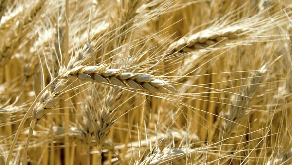 سنابل محصول القمح في حقول إقليم بيلجرود - سبوتنيك عربي