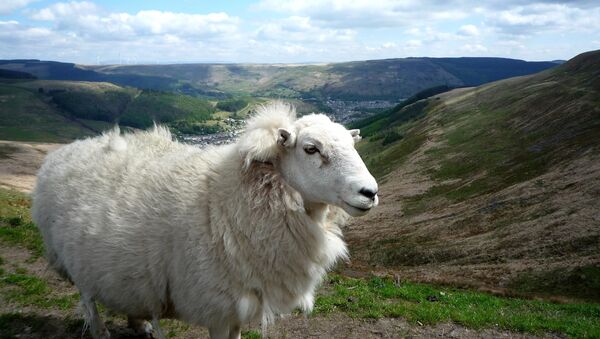 Sheep in Wales - سبوتنيك عربي