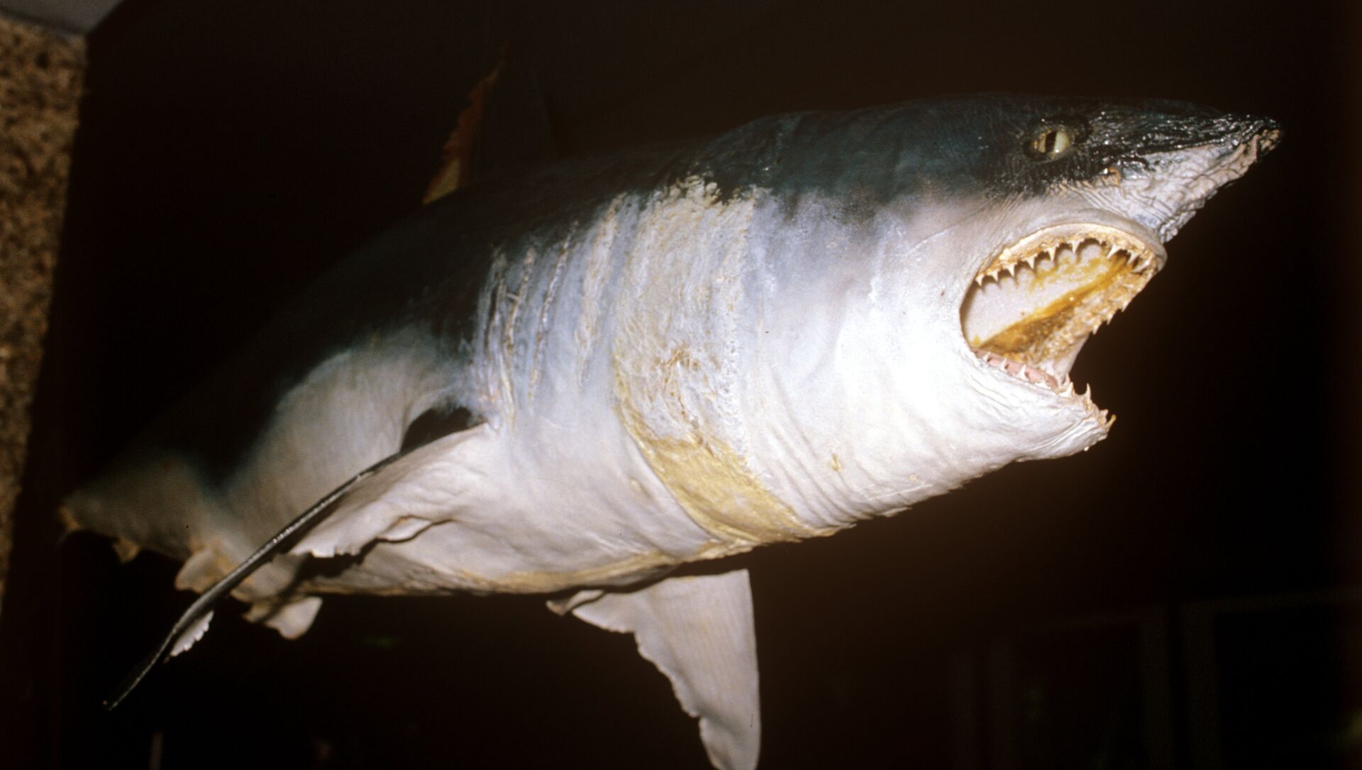 سمكة القرش - سبوتنيك عربي, 1920, 21.11.2021