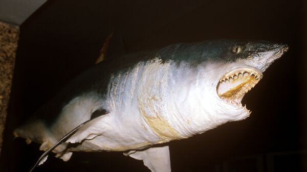 سمكة القرش - سبوتنيك عربي