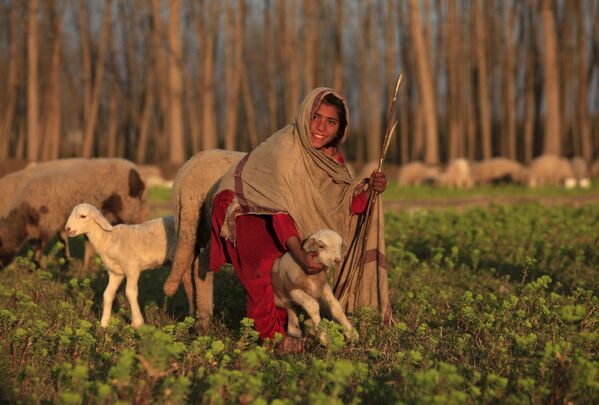 فتاة باكستانية ترعى الغنم في حقل نوشيرا، 17 فبراير/ شباط 2016. - سبوتنيك عربي
