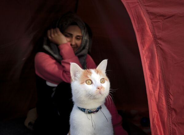 قطة تجلس إلى جوار خيمة للاجئين على الحدود اليونانية المقدونية، 6 مارس/ آذار 2016. - سبوتنيك عربي