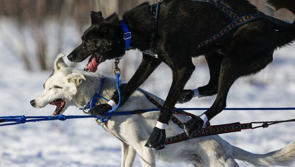 الكلاب خلال المسابقات على الثلج في ألاسكا، 6 مارس/ آذار 2016. - سبوتنيك عربي