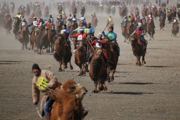 سباق الجمال في منغوليا، 7 مارس/ آذار 2016. - سبوتنيك عربي