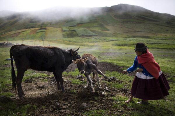 امرأة تبعد عجلاً صغيراً عن أمه لكي تستطيع أن تحلبها، قرية أوتشوركاي في بيرو، 9 أبريل/ نيسان 2016 - سبوتنيك عربي